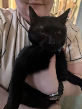 Rescue Domestic Short Hair Cats for Adoption in Rice Lake, Wisconsin - Browser | PetCurious