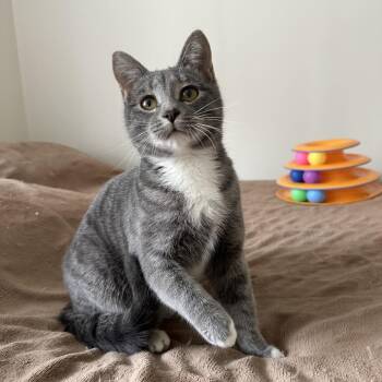 Domestic Short Hair Cats Available for Adoption - Little Girl | PetCurious