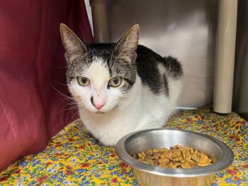 Domestic Short Hair Cats Available for Adoption in Bowling Green, Ohio - Emmett | PetCurious