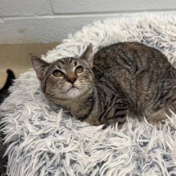 Empanada -  Domestic Short Hair Cat for Adoption in Marshall, Virginia - Empanada | PetCurious