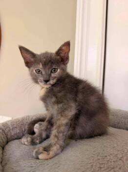 Snickerdoodle -  Dilute Calico Cat for Adoption in Knoxville, Tennessee - Snickerdoodle | PetCurious