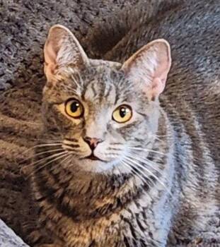 Maci -  Domestic Short Hair Cat for Adoption in Lenexa, Kansas - Maci | PetCurious
