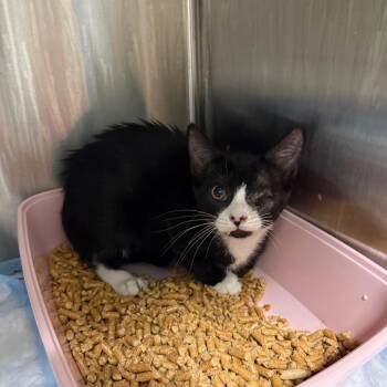 Ludwig -  Domestic Short Hair Cat for Adoption in Port Richey, Florida - Ludwig | PetCurious