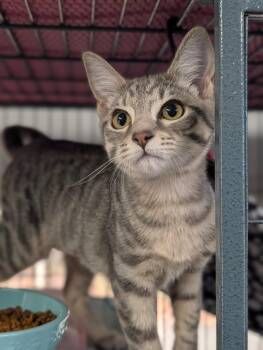 Marionberry (bonded with Blackberry) -  Domestic Short Hair Cat for Adoption in Shelton, Washington - Marionberry (bonded With Blackberry) | PetCurious