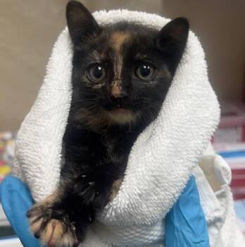 Zola -  Domestic Short Hair Cat for Adoption in Honolulu, Hawaii - Zola | PetCurious