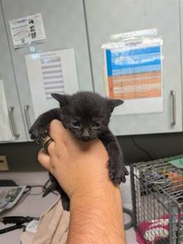 MAWA -  Domestic Short Hair Cat for Adoption in Jacksonville, Florida - MAWA | PetCurious