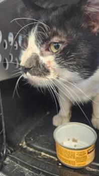 Rescue Domestic Short Hair Cats for Adoption in West Chester, Pennsylvania - Ghost | PetCurious