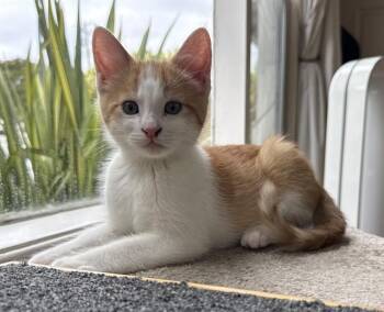 Domestic Short Hair Cats Available for Adoption in Palo Alto, California - ZANDER | PetCurious