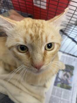 ARAVIS -  Domestic Short Hair Cat for Adoption in San Bernardino, California - ARAVIS | PetCurious