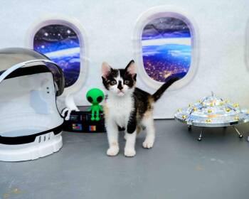 Rosita -  Calico and Domestic Short Hair Cat for Adoption in Jefferson, Louisiana - Rosita | PetCurious