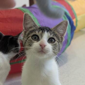 Arabella -  Domestic Short Hair Cat for Adoption in Fenton, Michigan - Arabella | PetCurious