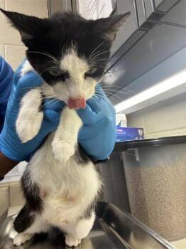 Isadora -  Domestic Short Hair Cat for Adoption in Wichita, Kansas - Isadora | PetCurious