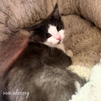 Sundance Kid -  Domestic Medium Hair Cat for Adoption in Cheyenne, Wyoming - Sundance Kid | PetCurious