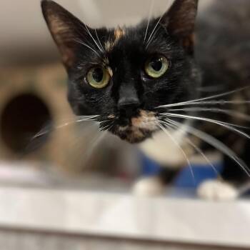 Domestic Short Hair Cats Available for Adoption in Durham, North Carolina - Zipline | PetCurious