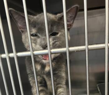 Sasha -  Domestic Short Hair Cat for Adoption in Parma, Ohio - Sasha | PetCurious