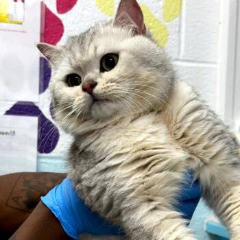 British Shorthair Cats Available for Adoption in Philadelphia, Pennsylvania - JuJu | PetCurious