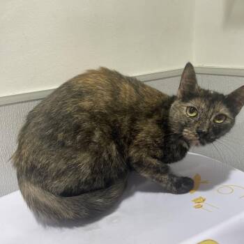 Indy -  Domestic Short Hair Cat for Adoption in Tampa, Florida - Indy | PetCurious