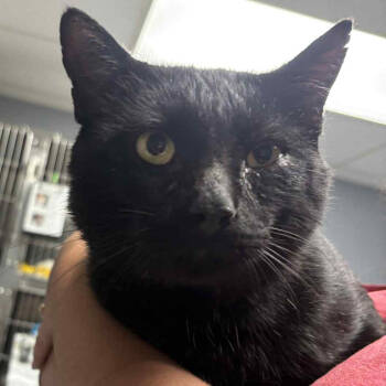 Rescue Domestic Short Hair Cats for Adoption in Marion, Virginia - Vader | PetCurious