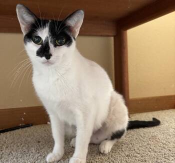 Summer Breeze -  Domestic Short Hair Cat for Adoption in Fort Collins, Colorado - Summer Breeze | PetCurious