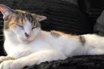 Sweetheart -  Domestic Short Hair Cat for Adoption in Birmingham, Alabama - Sweetheart | PetCurious
