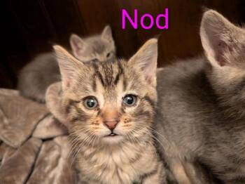 Domestic Short Hair and Tabby Cats Available for Adoption in Poplar Grove, Illinois - Nod | PetCurious