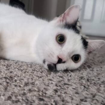 Yang -  Domestic Short Hair Cat for Adoption in Liverpool, Texas - Yang | PetCurious