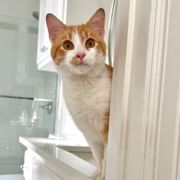 Domestic Short Hair Cats Available for Adoption - Leo C007544 | PetCurious