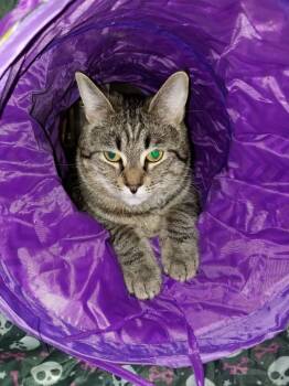 Rescue Domestic Short Hair Cats for Adoption in Rutherfordton, North Carolina - Finn (Courtesy Post) | PetCurious