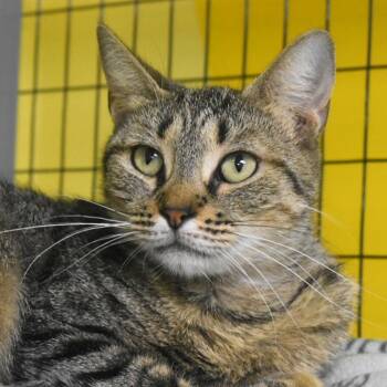 Seraphina -  Domestic Short Hair Cat for Adoption in St. Petersburg, Florida - Seraphina | PetCurious