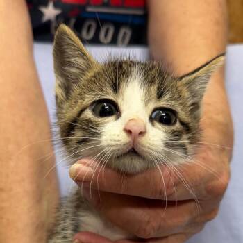 Bubba - No Band -  Domestic Short Hair Cat for Adoption in Blairsville, Georgia - Bubba - No Band | PetCurious