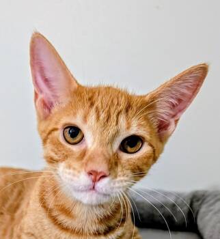 Chutney26 -  Domestic Short Hair Cat for Adoption in Youngsville, North Carolina - Chutney26 | PetCurious