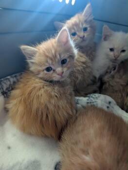 Achilles -  Tabby Cat for Adoption in Grand Junction, Colorado - Achilles | PetCurious