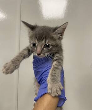 Rescue Domestic Short Hair Cats for Adoption in Ontario, California - NEEDS A FOSTER | PetCurious