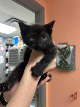 Domestic Short Hair Cats Available for Adoption in Morgantown, Kentucky - Ant | PetCurious