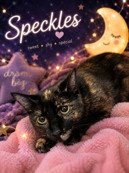 Speckles -  Domestic Short Hair Cat for Adoption in Detroit, Michigan - Speckles | PetCurious