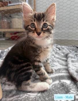 Liam -  Tabby Cat for Adoption in San Antonio, Texas - Liam | PetCurious