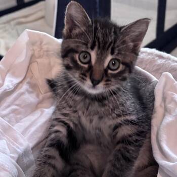 Pippy -  Tabby Cat Available for Adoption in Lake Orion, Michigan - Pippy | PetCurious