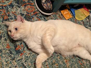 Rescue Siamese Cats for Adoption in Charlotte, North Carolina - Buster | PetCurious