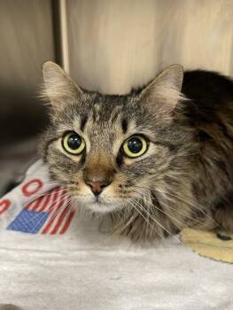 Domestic Long Hair Cats Available for Adoption in Hagerstown, Maryland - FIREFLY | PetCurious