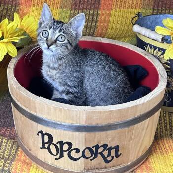 Prism -  Bengal and Domestic Short Hair Cat for Adoption in Mount Vernon, Illinois - Prism | PetCurious