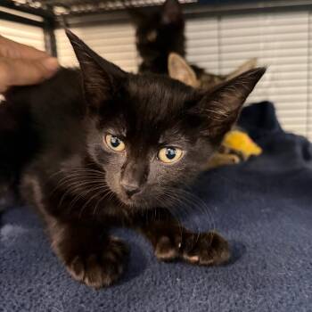 Fire Fly -  Domestic Short Hair Cat for Adoption in Hampton Bays, New York - Fire Fly | PetCurious