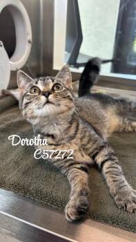 Dorotha -  Domestic Medium Hair Cat for Adoption in Clarksville, Tennessee - Dorotha | PetCurious