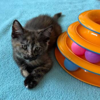 Citrine -  Domestic Short Hair Cat for Adoption in Evanston, Illinois - Citrine | PetCurious