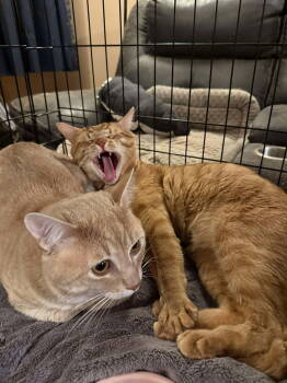 Rescue Domestic Short Hair Cats for Adoption in Winslow Township, New Jersey - Juice | PetCurious