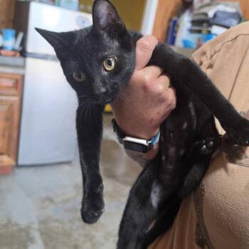 Bessie -  Domestic Short Hair Cat for Adoption in Hattiesburg, Mississippi - Bessie | PetCurious