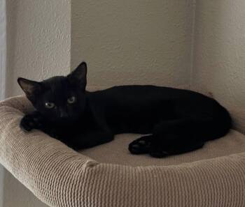 Rescue Domestic Short Hair Cats for Adoption in Penryn, California - Poppy | PetCurious