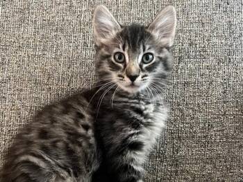 JOLENE -  Domestic Medium Hair Cat for Adoption in Palo Alto, California - JOLENE | PetCurious