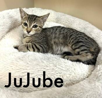 Jujube -  Domestic Short Hair Cat for Adoption in Oviedo, Florida - Jujube | PetCurious