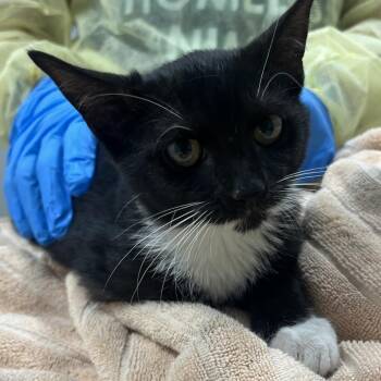 Serena -  Domestic Short Hair Cat for Adoption in Oak Park, Illinois - Serena | PetCurious