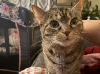 Rescue American Shorthair and Domestic Short Hair Cats for Adoption in Knoxville, Tennessee - Junie | PetCurious